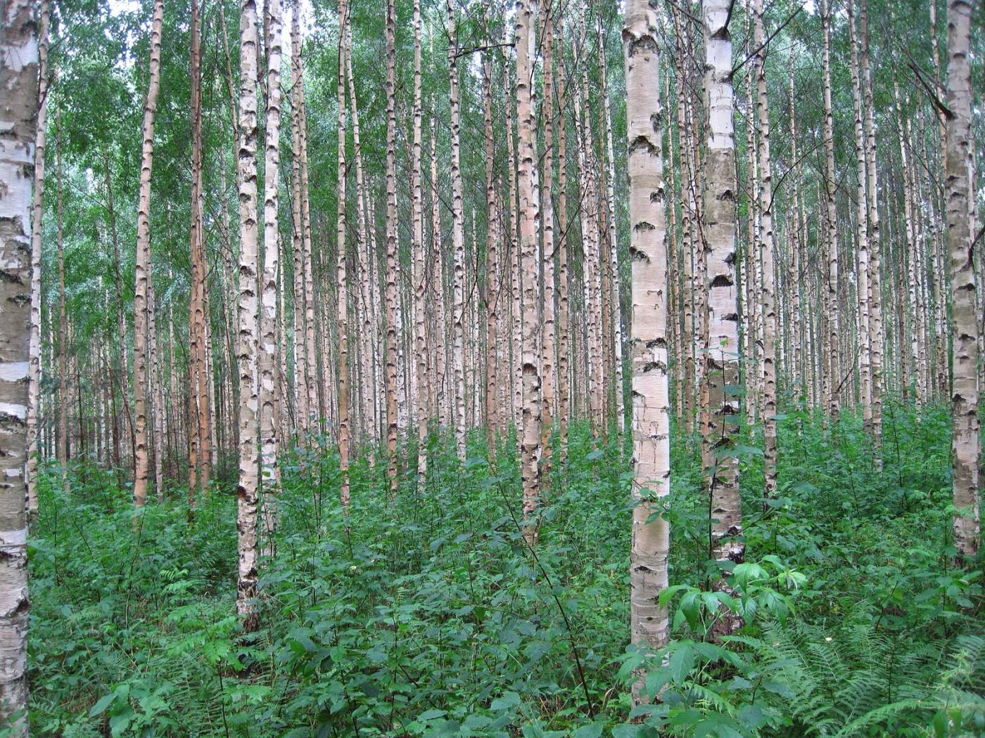 Brzozowy zagajnik